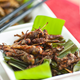 Imagen para el artículo titulado No, los insectos no son exactamente el futuro de los alimentos